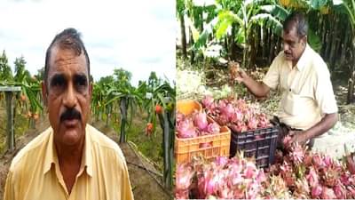 निवृत्त वैद्यकीय अधिकाऱ्याकडून पारंपारिक शेतीला फाटा, ड्रॅगन फ्रूटचा मळा बहरला, डॉक्टरसाहेब म्हणतात, हेच पीक घ्या