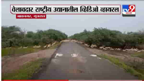 Viral Video | एकाच वेळी रस्ता ओलांडणारा 3 हजार हरणांचा कळप, वेलावदारमधील मनोहारी दृश्य