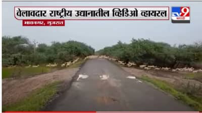 Viral Video | एकाच वेळी रस्ता ओलांडणारा 3 हजार हरणांचा कळप, वेलावदारमधील मनोहारी दृश्य