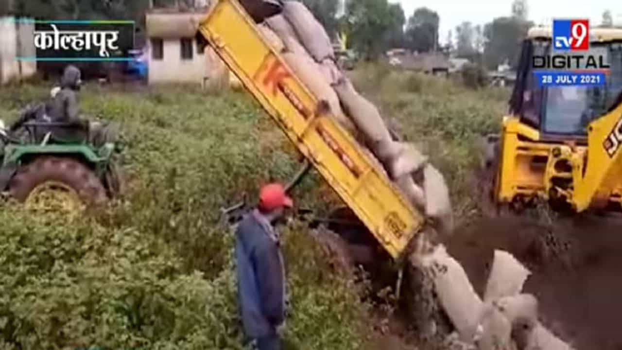 Kolhapur | पुराच्या पाण्यात खराब झालेल्या धान्याची विल्हेवाट