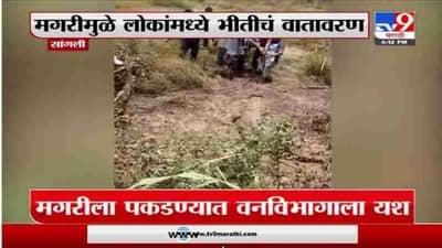 Sangli | सांगलीत मगरीचं दर्शन, मगरीला पकडण्यात प्राणीमित्रांना यश