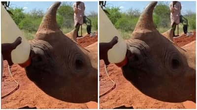 Video | आधी दूध पिलं नंतर घेतली मड थेरेपी, छोट्याशा गेंड्याचा व्हिडीओ सोशल मीडियावर व्हायरल