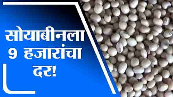 बुलडाण्यात सोयाबीनला 9675 रुपये भाव, हमीभावाच्या दुप्पटीपेक्षा जास्त भाव, खामगाव बाजार समितीत उच्चांकी दर