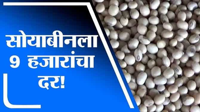 बुलडाण्यात सोयाबीनला 9675 रुपये भाव, हमीभावाच्या दुप्पटीपेक्षा जास्त भाव, खामगाव बाजार समितीत उच्चांकी दर