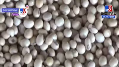 सोयाबीनला विक्रमी झळाळी, क्विंटलचा दर 9 हजारांच्या पार, उच्चांकी दराचा फायदा नेमका कुणाला?