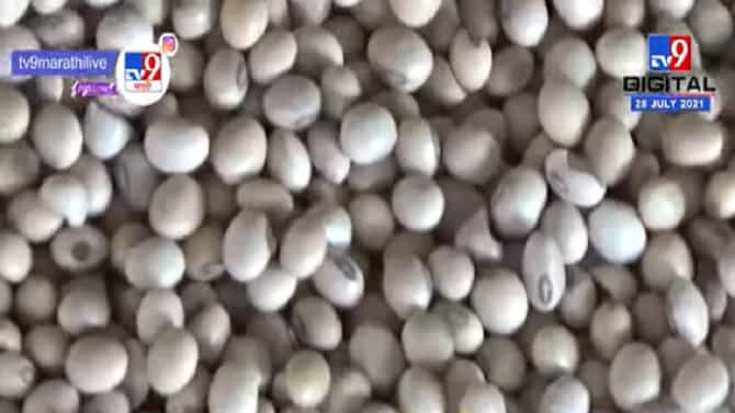 सोयाबीनला विक्रमी झळाळी, क्विंटलचा दर 9 हजारांच्या पार, उच्चांकी दराचा फायदा नेमका कुणाला?