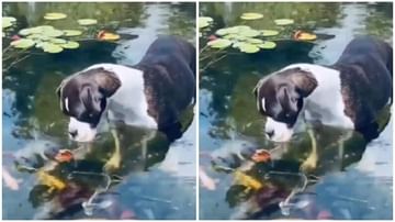 Video | जवळ येताच कुत्र्याच्या पिल्लाला माशांनी केलं किस, मजेदार व्हिडीओ एकदा पाहाच