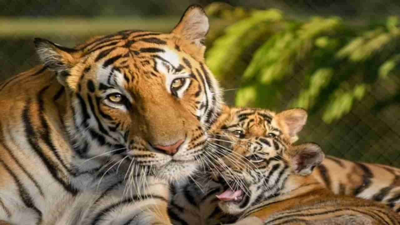 International Tiger Day: तुम्हाला घरात वाघ पाळायचाय; या कायदेशीर अटी पूर्ण करण्याची गरज