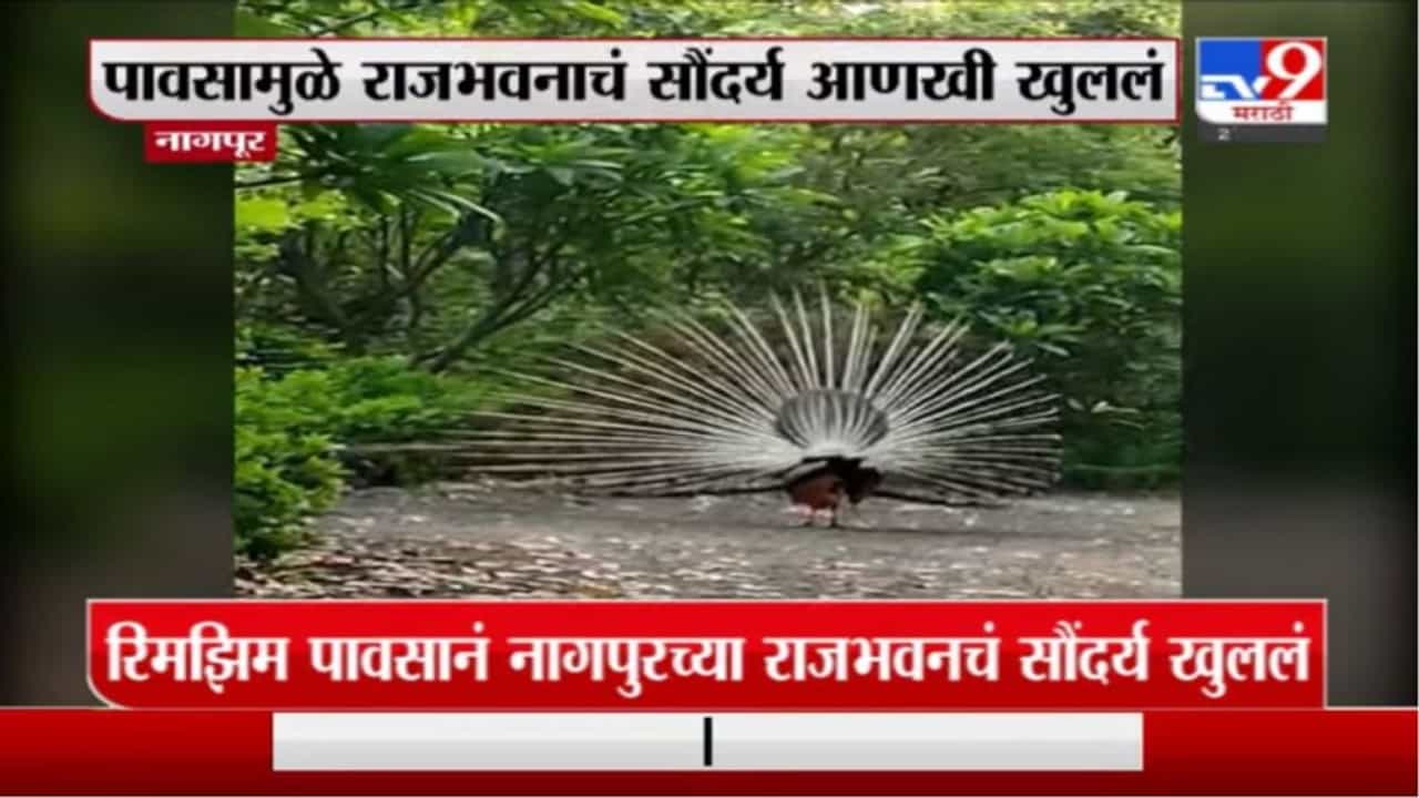 Nagpur Peacock | नागपुरातील राजभवनात मोराने पिसारा फुलवला, सुंदर दृष्य कॅमेरात कैद