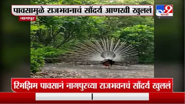 Nagpur Peacock | नागपुरातील राजभवनात मोराने पिसारा फुलवला, सुंदर दृष्य कॅमेरात कैद Nagpur Peacock | नागपुरातील राजभवनात मोराने पिसारा फुलवला, सुंदर दृष्य कॅमेरात कैद