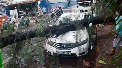 पार्क केलेल्या गाडीवर एखादे झाड पडल्यास विमा मिळणार का? नियम काय सांगतो