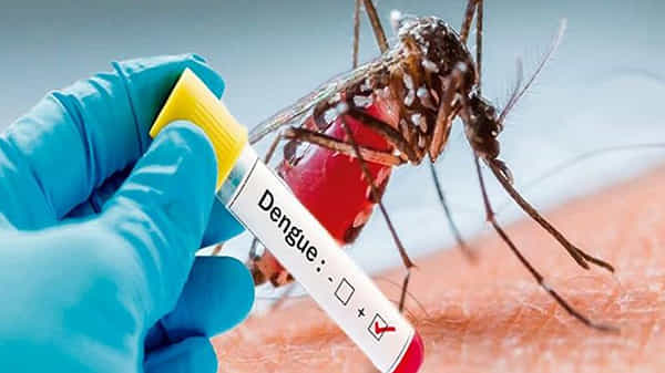 Dengue