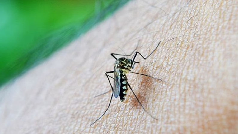 सोते समय मच्छरदानी का प्रयोग करें: बरसात के मौसम में जगह-जगह पानी जमा हो जाता है, जिससे मच्छर भी पैदा होते हैं। ऐसे में मच्छरों से बचाव के लिए हमेशा मच्छरदानी का इस्तेमाल करना चाहिए। यह मच्छरों और अन्य कीड़ों से होने वाली बीमारियों से बचाव का एक आसान, प्रभावी और प्राकृतिक तरीका है। इससे आप और आपका परिवार सुरक्षित रहेगा।