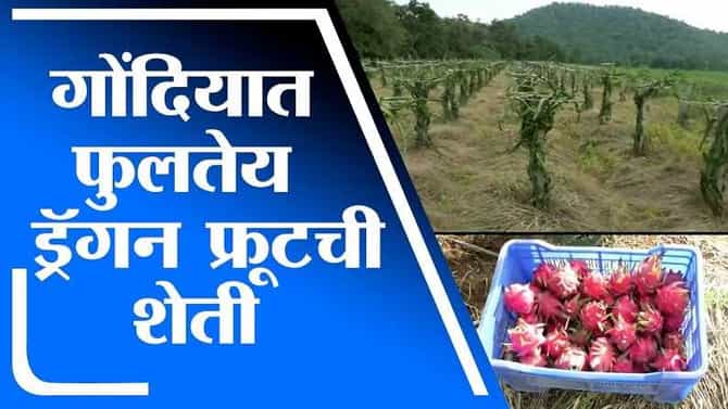 शेतीमधल्या नव्या वाटा, धानासाठी प्रसिद्ध गोंदियात फुलतेय ड्रॅगन फ्रुटची शेती, लाखोंची कमाई