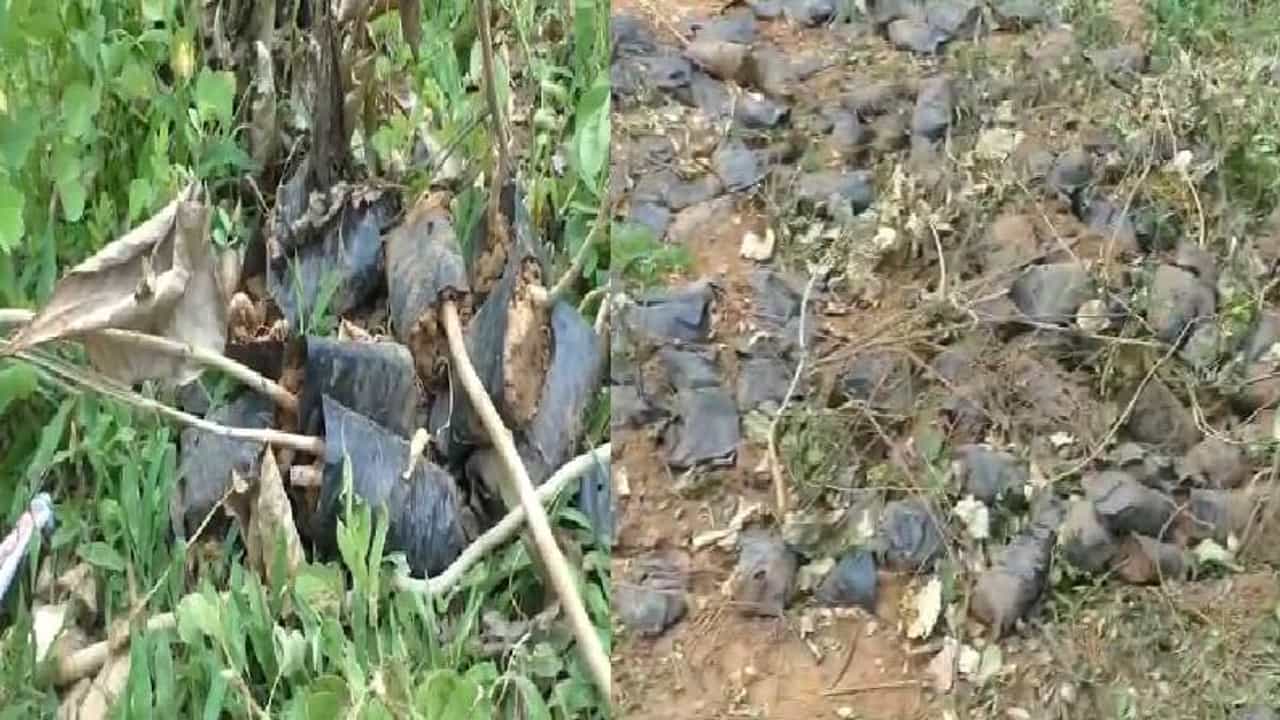 वृक्षारोपण मोहिम कागदावर, नांदेडमध्ये लागवडीसाठी आलेली रोपं रस्त्याच्या कडेला फेकून दिली!
