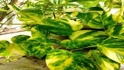 Vastu Tips : मनी प्लांटला पाणी देताना त्यात थोडं दूध मिसळा, आर्थिक स्थिती मजबूत होईल