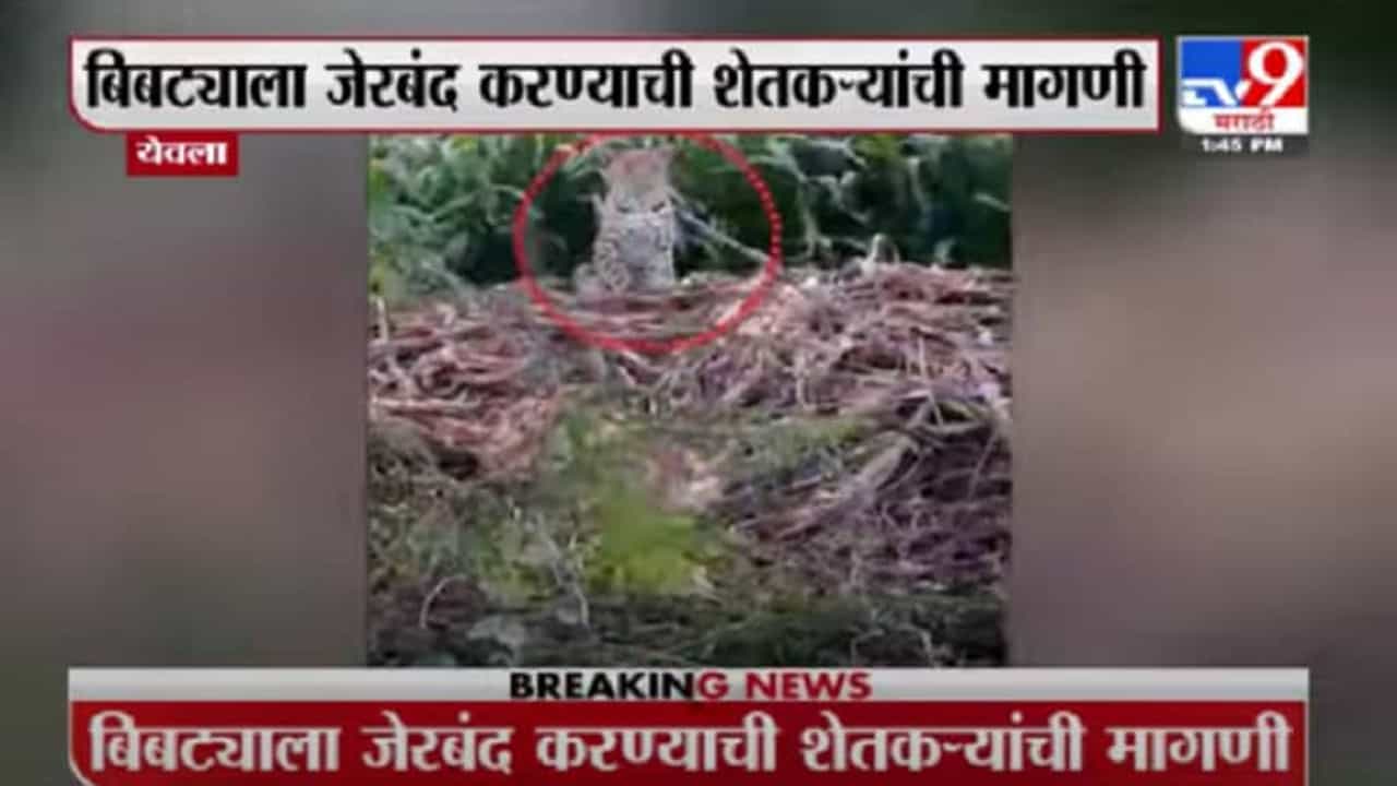 Nashik | येवल्यात बिबट्याचा मुक्तसंचार कॅमेऱ्यात कैद