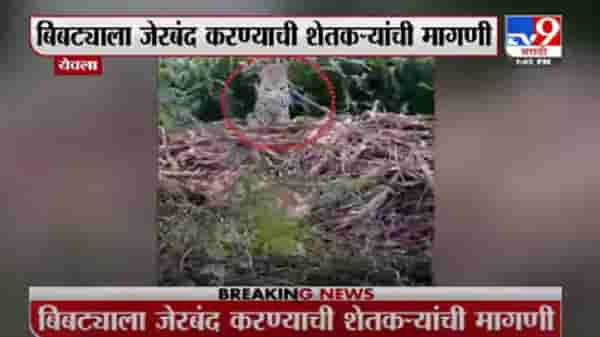 Nashik | येवल्यात बिबट्याचा मुक्तसंचार कॅमेऱ्यात कैद