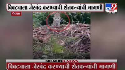 Nashik | येवल्यात बिबट्याचा मुक्तसंचार कॅमेऱ्यात कैद