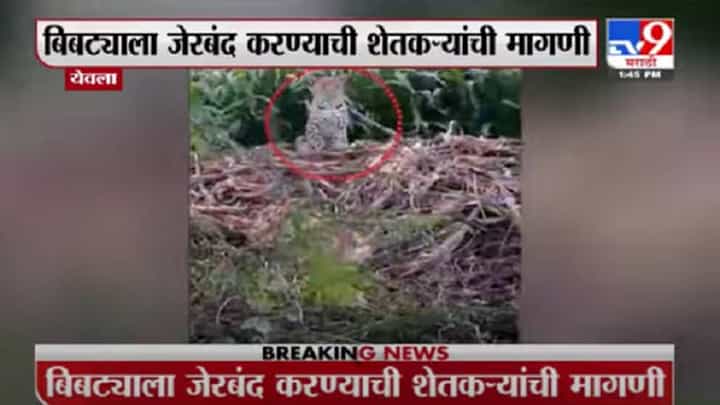 Nashik | येवल्यात बिबट्याचा मुक्तसंचार कॅमेऱ्यात कैद Nashik | येवल्यात बिबट्याचा मुक्तसंचार कॅमेऱ्यात कैद