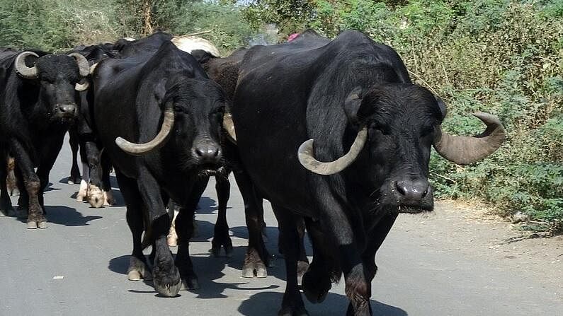 पाण्यावर चारा निर्मिती, दूध उत्पादक शेतकऱ्यांसाठी फायदेशीर हायड्रोपोनिक्स तंत्रज्ञान नेमकं काय? पाण्यावर चारा निर्मिती, दूध उत्पादक शेतकऱ्यांसाठी फायदेशीर हायड्रोपोनिक्स तंत्रज्ञान नेमकं काय?