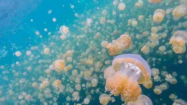 Jellyfish Lake - पलाऊमध्ये उपस्थित असलेल्या या सरोवरात सोनेरी रंगाचे लाखो जेलीफिश आढळतात. या सरोवरात डुबकी मारताना असे वाटते की आपण जेलीफिशसह पोहत आहोत. तथापि, हे जेलीफिश देखील धोकादायक आहेत.