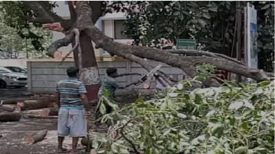 फांद्या तोडण्याच्या नावाखाली झाडावर इलेक्ट्रिक कटर, 15 बगळ्यांच्या मृत्यूने हळहळ