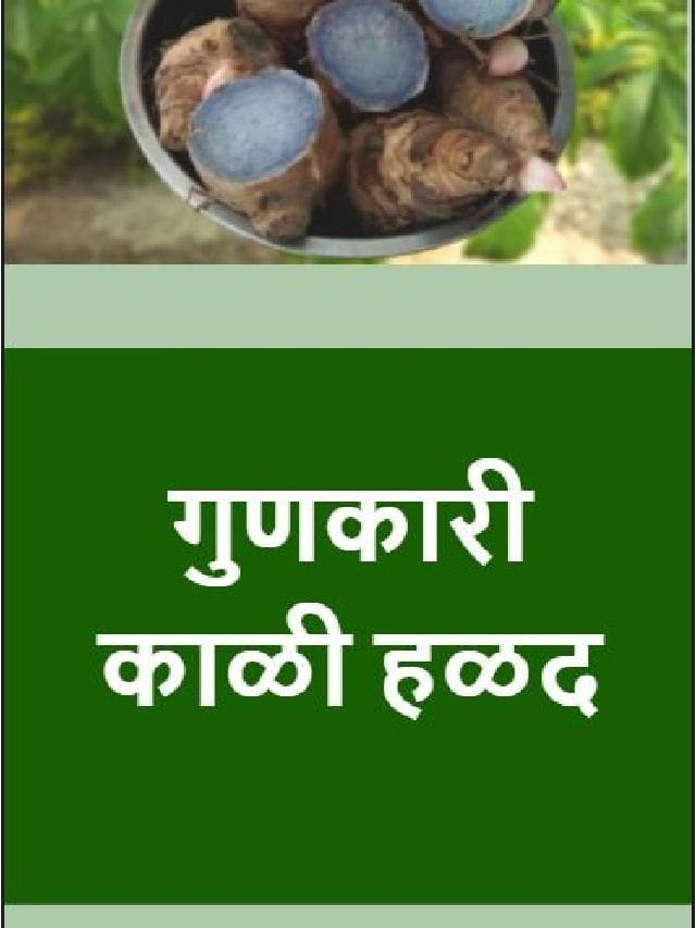 गुणकारी काळी हळद