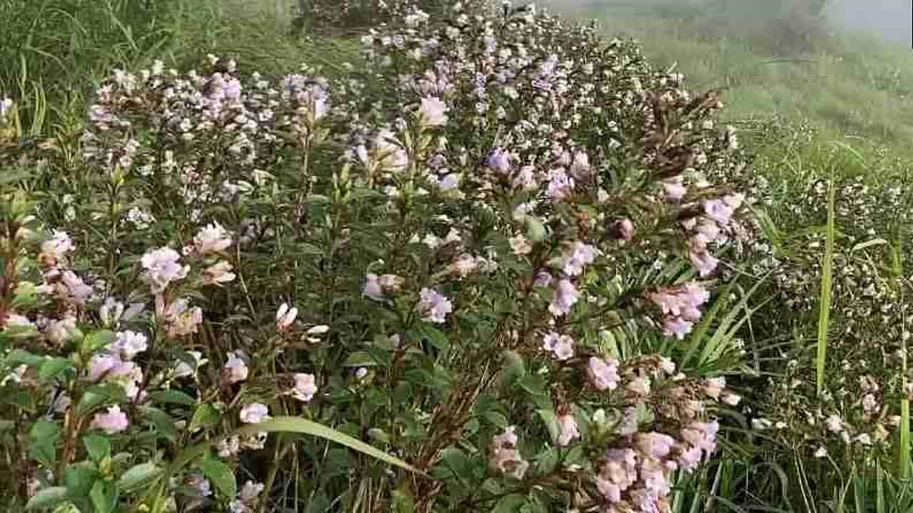 रहस्यमयी फूल... या फुलाला पाहण्यासाठी लाखो रुपये खर्च करून पर्यटक केरळात का येतात? वाचा!