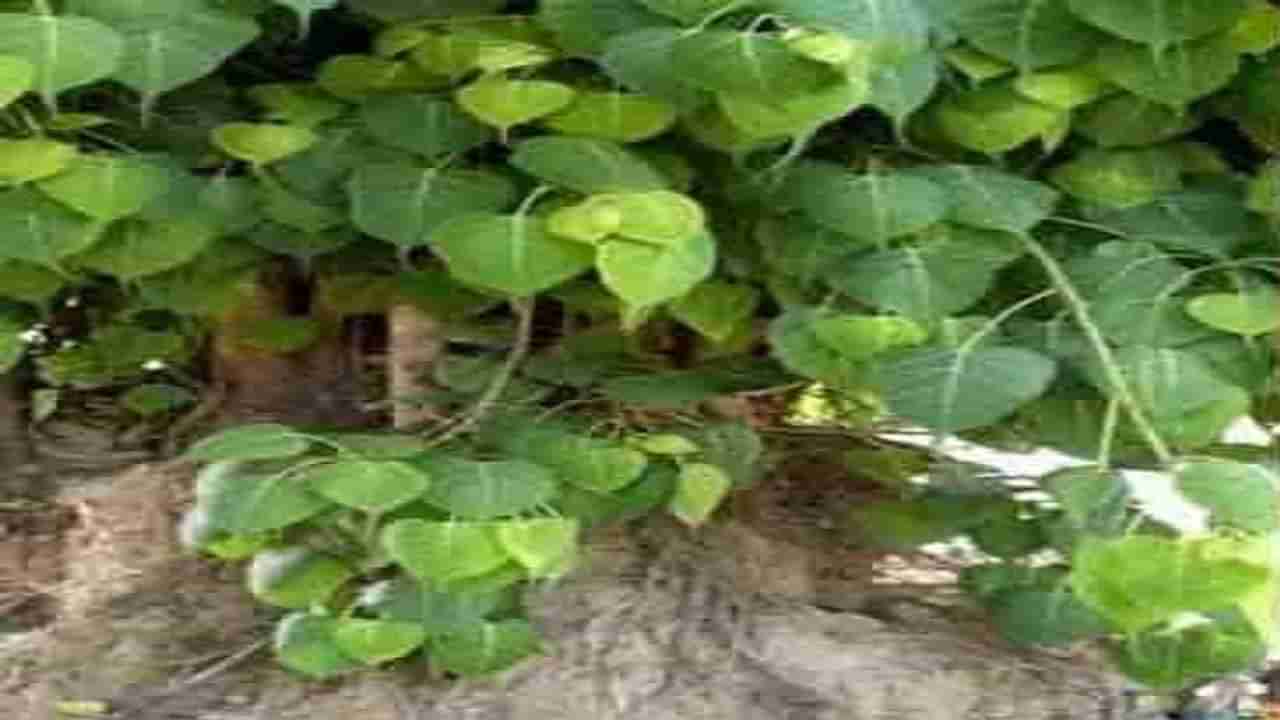 Peepal Tree Upay | संतानप्राप्ती, धन लाभ आणि मंगळ दोष निवारणासाठी पिंपळाच्या झाडाचे हे उपाय करा