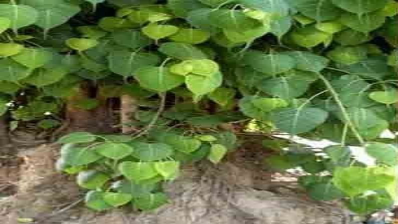 Peepal Tree Upay | संतानप्राप्ती, धन लाभ आणि मंगळ दोष निवारणासाठी पिंपळाच्या झाडाचे 'हे' उपाय करा