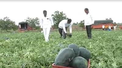 तांदूळवाडीच्या शेतकऱ्याची कमाल, कलिंगड शेतीतून 51 दिवसात 51 लाखाचं उत्पन्न