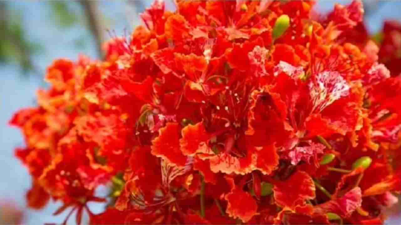 Gulmohar Tree : आरोग्याच्या या महत्त्वपूर्ण फायद्यासाठी घराच्या अंगणात लावू शकता गुलमोहराचं झाड!