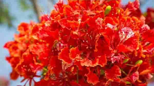 Gulmohar Tree : आरोग्याच्या या महत्त्वपूर्ण फायद्यासाठी घराच्या अंगणात लावू शकता गुलमोहराचं झाड!