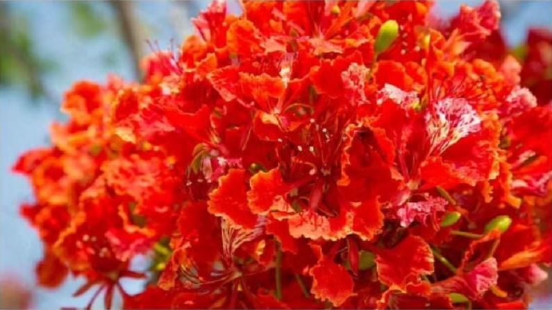 Gulmohar Tree : आरोग्याच्या 'या' महत्त्वपूर्ण फायद्यासाठी घराच्या अंगणात लावू शकता 'गुलमोहरा'चं झाड!