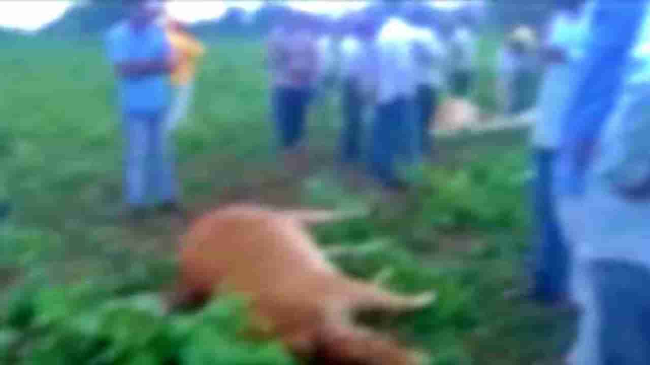 औरंगाबादमध्ये शेतात विजेची तार कोसळली, शेतकऱ्याच्या 7-8 गाईंचा हकनाक मृत्यू