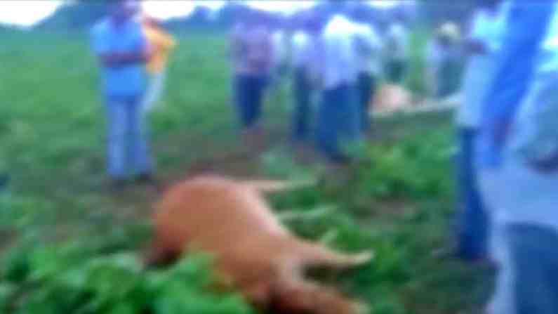 औरंगाबादमध्ये शेतात विजेची तार कोसळली, शेतकऱ्याच्या 7-8 गाईंचा हकनाक मृत्यू