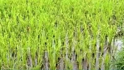 सिंधुदुर्गात गवारेड्यांचा धुमाकुळ, हातातोंडाशी आलेल्या उभ्या पिकाचं मोठं नुकसान