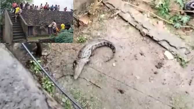 Video | 8 फुटांची मगर थेट घरात घुसली, नंतर जे घडलं ते एकदा पाहाच !