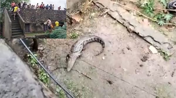 Video | 8 फुटांची मगर थेट घरात घुसली, नंतर जे घडलं ते एकदा पाहाच !