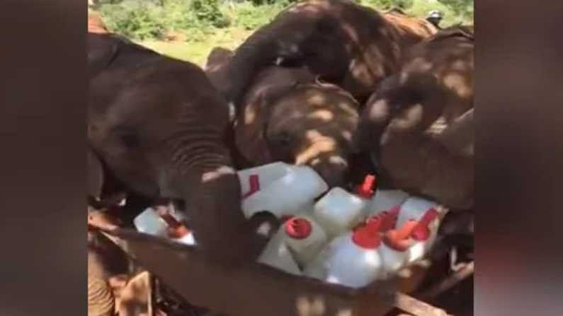 Video | दुधाच्या बॉटल्स दिसताच हत्तीच्या पिल्लांना झाला आनंद, मजेदार व्हिडीओ एकदा पाहाच