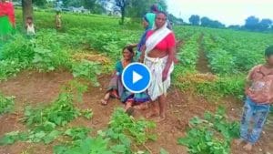 VIDEO: जळगावात समाजकंटकांचा उच्छाद, 2 एकर कपाशी उपटून टाकली, शेतकरी महिलेचा टाहो