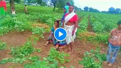 VIDEO: जळगावात समाजकंटकांचा उच्छाद, 2 एकर कपाशी उपटून टाकली, शेतकरी महिलेचा टाहो