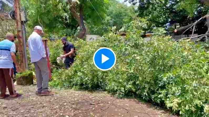 VIDEO: नाशिकमध्ये फांदी तोडण्याच्या नावाखाली झाडांची कत्तल, 18 बगळ्यांसह पिलांचा मृत्यू, ठेकेदाराला नोटीस