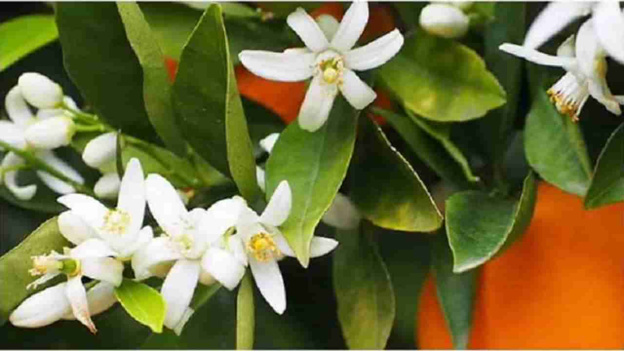 Neroli Oil : नेरोली तेल त्वचेसाठी अत्यंत फायदेशीर, वाचा याबद्दल अधिक!