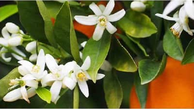 Neroli Oil : नेरोली तेल त्वचेसाठी अत्यंत फायदेशीर, वाचा याबद्दल अधिक!