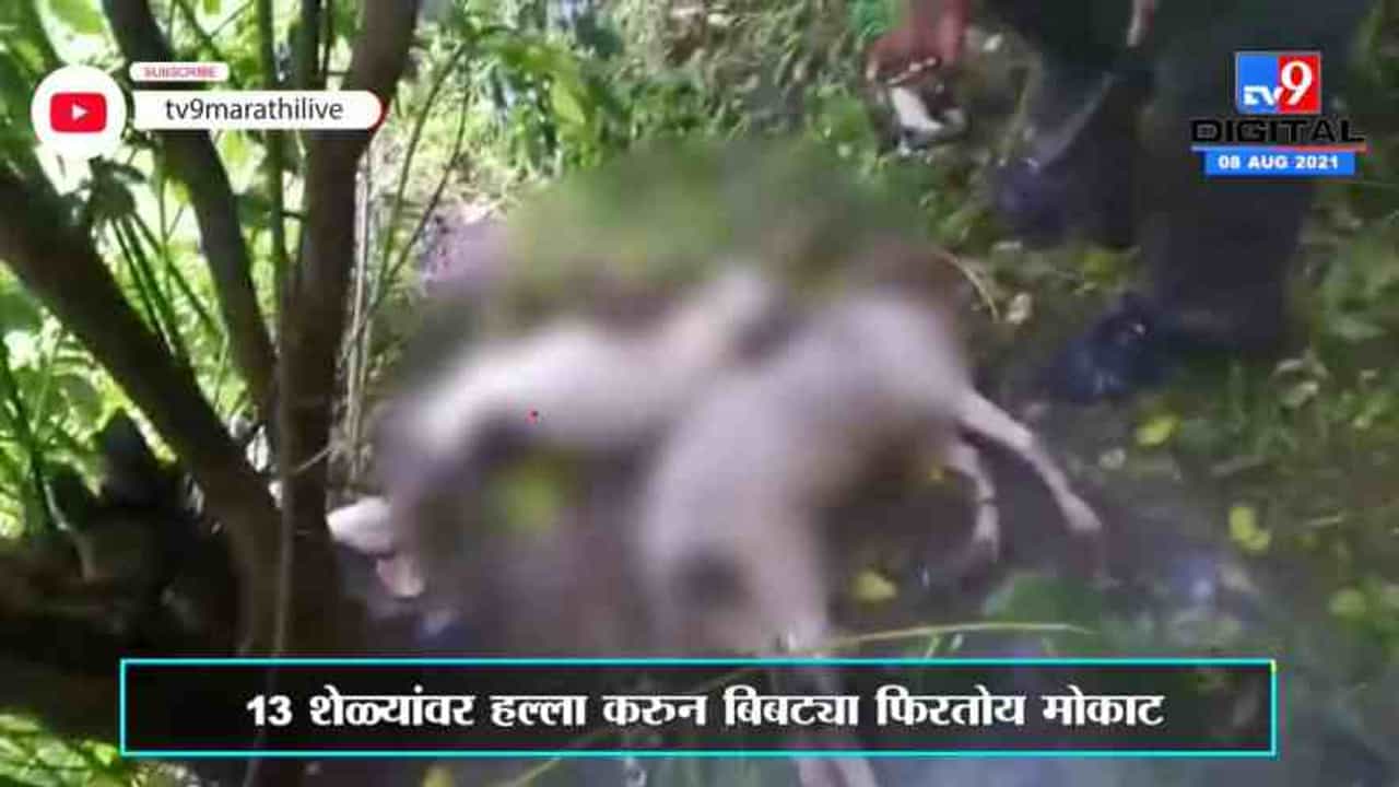 Nashik | नाशिकच्या भरवीर खुर्द भागात मोकाट बिबट्याची दहशत, बंदोबस्त करण्याची मागणी Nashik | नाशिकच्या भरवीर खुर्द भागात मोकाट बिबट्याची दहशत, बंदोबस्त करण्याची मागणी