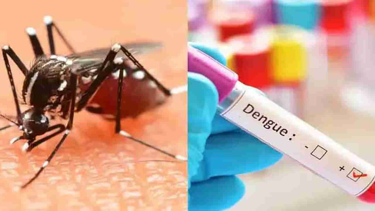 नवी मुंबईत गेल्या वर्षीपेक्षा यंदा डेंग्यू सदृश्य रुग्णांमध्ये दुपटीने वाढ
