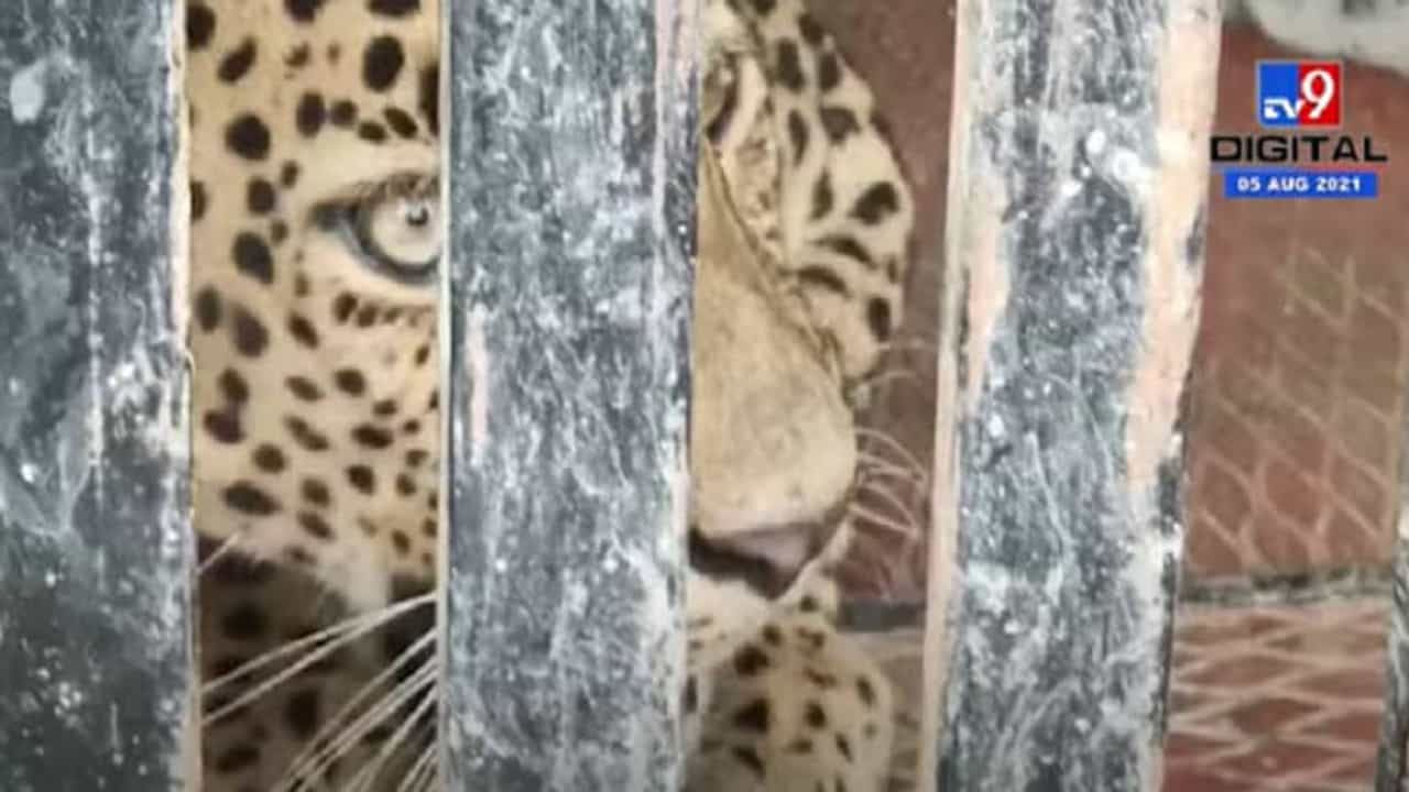 Nashik | नाशिकमध्ये वनविभागाला हुलकावणी देणारा बिबट्या जेरबंद