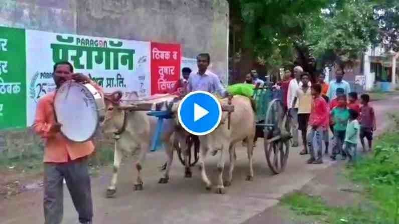 VIDEO: गाईनं घर पोसलं, धुळ्यात सर्पदंशाने मृत्यू झाल्यानं शेतकऱ्याकडून माणसाप्रमाणे वाजतगाजत अंत्ययात्रा